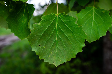 Damaged aspen leaves with leaf beetles. Aspen leaves with a dark blurred background.