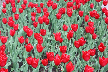 Fototapeta na wymiar red tulips in the city garden of St. Petersburg