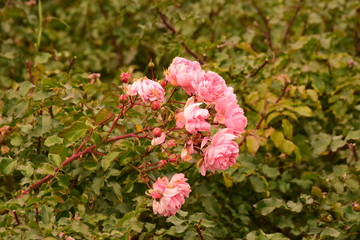 pink flowers in the garden