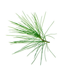 branch of cedar isolated on white background