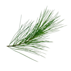 Fototapeta premium branch of cedar isolated on white background