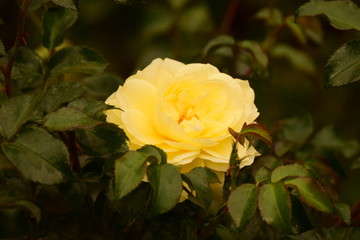 yellow rose in the garden