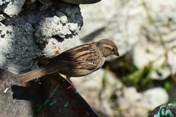 Young brown sparrow passer montanus