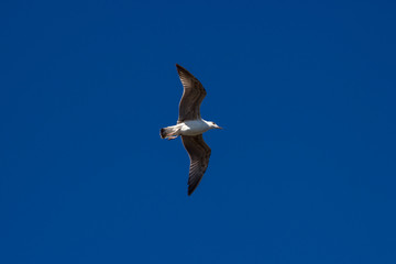 seagull in flight