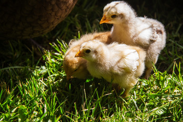 chicken and chickens on the farm