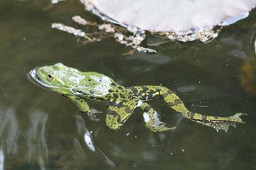 Grenouille