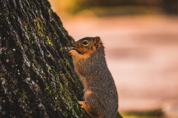 squirrel