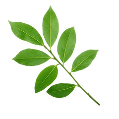 branch of laurel  isolated