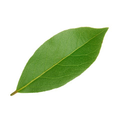 fresh leaf of laurel  isolated