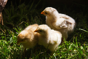 chicken and chickens on the farm