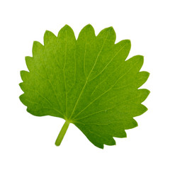 leaf of anise isolated on white background