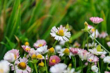 Fototapeta premium daisies in the garden