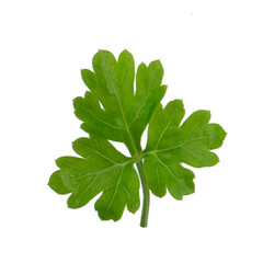 leaf of parsley isolated on white background
