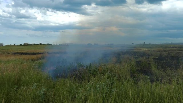 During a fire on the field, fire mercilessly destroys young wheat.