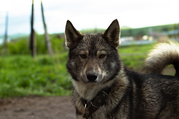 portrait of a dog like a wolf in a collar