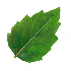 leaf of basil isolated on white background