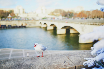 Seagull screeching on the Seine embankment in Paris