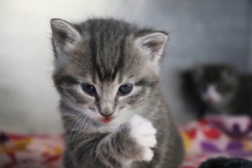 funny gray kitten is washing the face with the paw