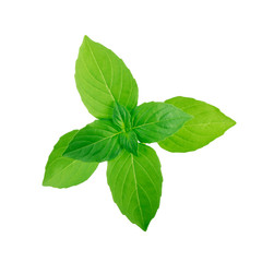 branch of green basil isolated on white background