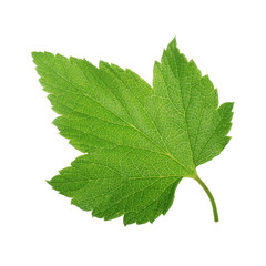 leaf of black currant isolated on white background