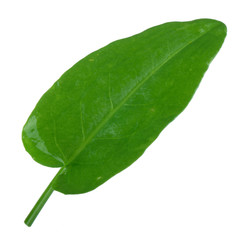 sorrel isolated on white background