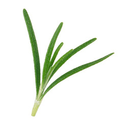 leaves of rosemary isolated on white background