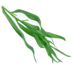 Fototapeta premium tarragon leves isolated on white background