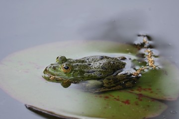 Grenouille