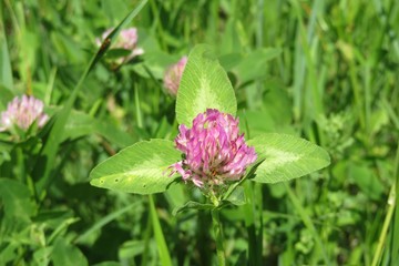 Beautiful clover flowers in the meadow, closeup