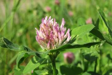 Clover flower in the meadow on natural green background, closeup