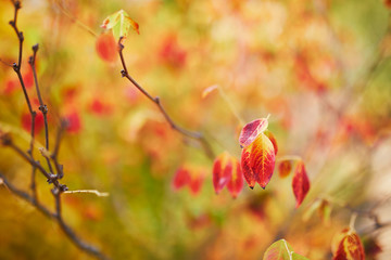 Closeup of colorful bright autumn leaves
