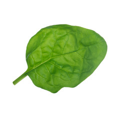 fresh leaf of spinach isolated on white background