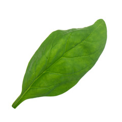 fresh leaf of spinach isolated on white background