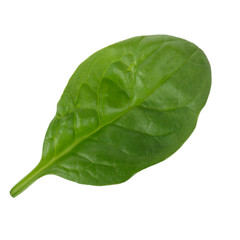 fresh leaf of spinach isolated on white background