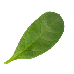 fresh leaf of spinach isolated on white background