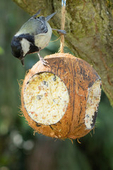 Blue tit at Fodder / Blaumeise am Vogelfutter, Cyanistes caeruleus