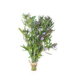 branch of leaves of savory with flowers isolated on white background