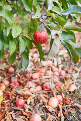 Ripe red organic apple on the branch