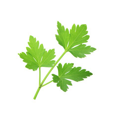 leaf of parsley isolated on white background