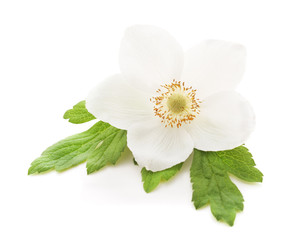 Obraz premium One white anemone.