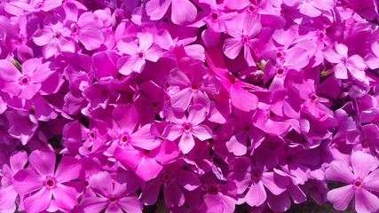 Close up view of several pink flowers under sunlight with pink petals
