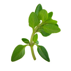  thyme leaves isolated on white background