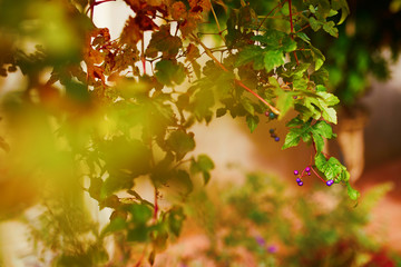 Closeup of colorful bright autumn leaves