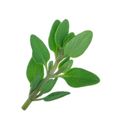 branch of thyme isolated on white background