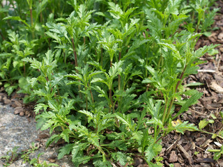Echtes Eisenkraut - Verbena officinalis