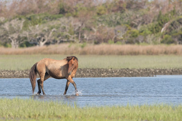Wild Horses on the Rachel Carson Reserve of the Coast near Beaufort, North Carolina