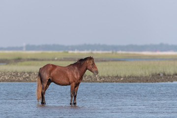 Wild Horses on the Rachel Carson Reserve of the Coast near Beaufort, North Carolina