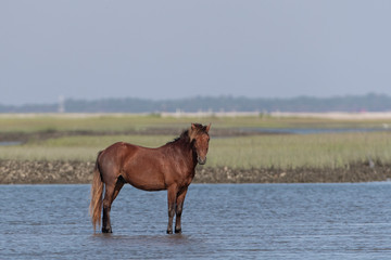 Wild Horses on the Rachel Carson Reserve of the Coast near Beaufort, North Carolina