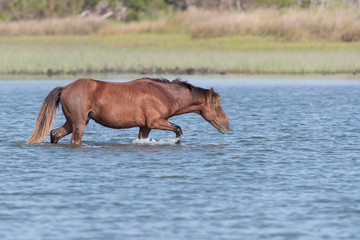 Wild Horses on the Rachel Carson Reserve of the Coast near Beaufort, North Carolina