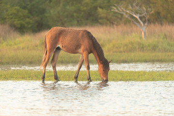 Wild Horses on the Rachel Carson Reserve of the Coast near Beaufort, North Carolina